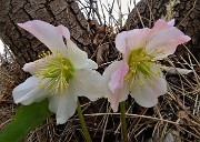 50 Rose di Natale - Ellebori - (Helleborus niger)